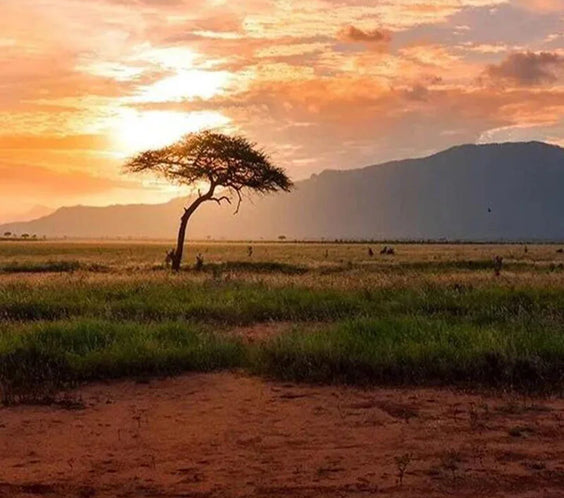 Layden Scalp Roots Oil 50ml