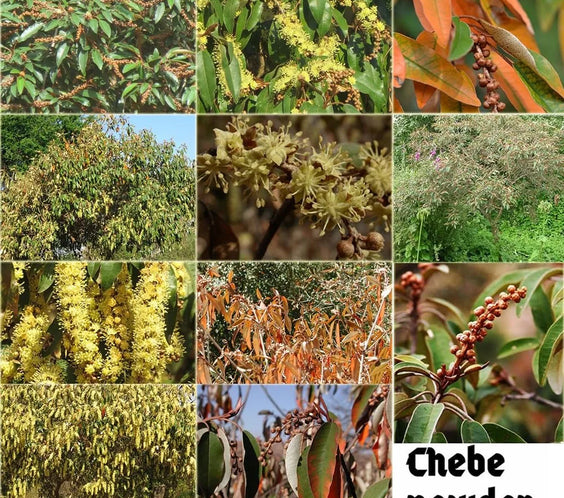 Layden Scalp Roots Oil 50ml